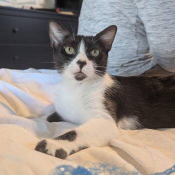 Misty -  Tuxedo Cat for Adoption in Los Altos, California - Misty | PetCurious