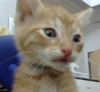 Domestic Short Hair Cats Available for Adoption in Dallas, Texas - CHAD | PetCurious