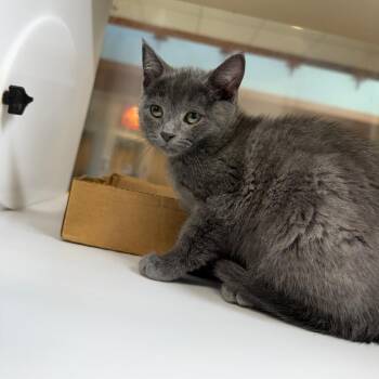 Brisket -  Domestic Short Hair Cat for Adoption in Chattanooga, Tennessee - Brisket | PetCurious