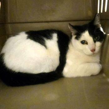 Domestic Short Hair Cats Available for Adoption - Heather | PetCurious