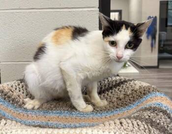 Betsy -  Domestic Medium Hair Cat for Adoption in Dalton, Georgia - Betsy | PetCurious