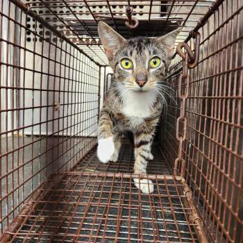 Amiko -  Domestic Short Hair Cat for Adoption in Birmingham, Alabama - Amiko | PetCurious