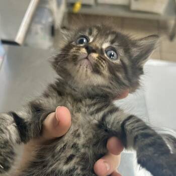 Rafa -  Domestic Long Hair Cat for Adoption in Birmingham, Alabama - Rafa | PetCurious