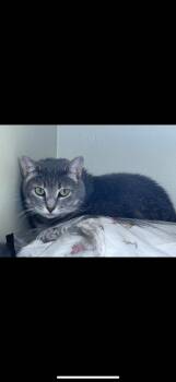 Rescue Domestic Short Hair Cats for Adoption in Verona, Pennsylvania - Miss Business And Delaware | PetCurious