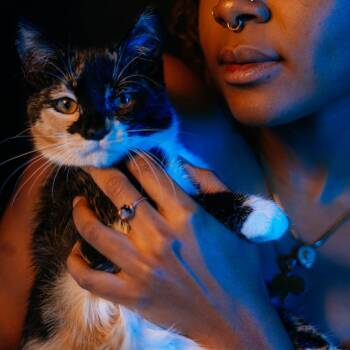 Lotus -  Domestic Medium Hair Cat for Adoption in West Palm Beach, Florida - Lotus | PetCurious