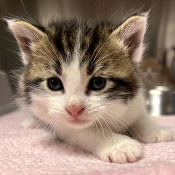 Domestic Short Hair Cats Available for Adoption in Saint Joseph, Missouri - Sheldon | PetCurious