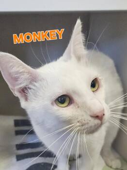 Monkey -  Domestic Short Hair Cat for Adoption in Villa Park, California - Monkey | PetCurious
