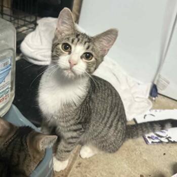 Rescue Domestic Short Hair Cats for Adoption in Beulaville, North Carolina - Fitzwilliam | PetCurious