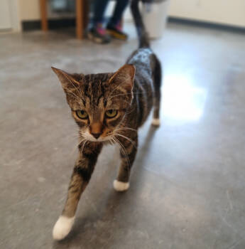 Rescue Domestic Short Hair Cats for Adoption in Ladysmith, Wisconsin - Kiki | PetCurious