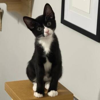 Robbie -  Domestic Short Hair Cat for Adoption in Bridgeport, Connecticut - Robbie | PetCurious