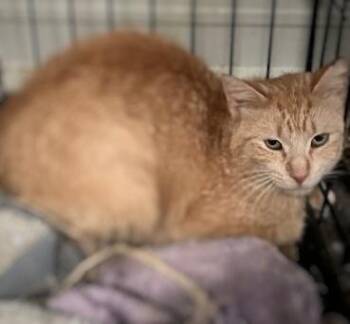 Rescue Domestic Short Hair Cats for Adoption in Monticello, Minnesota - Mandarin | PetCurious