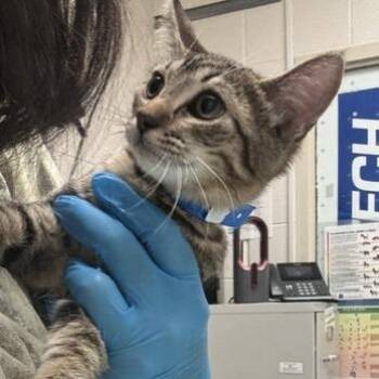 Teena -  Domestic Short Hair Cat for Adoption in Murray, Utah - Teena | PetCurious