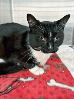 Yahtzee -  Domestic Short Hair Cat Available for Adoption in Hartsville, South Carolina - Yahtzee | PetCurious