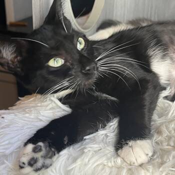 Mustang -  Domestic Short Hair Cat for Adoption in Fort Lauderdale, Florida - Mustang | PetCurious
