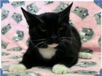 Gabriel -  Domestic Short Hair Cat for Adoption in Raleigh, North Carolina - Gabriel | PetCurious