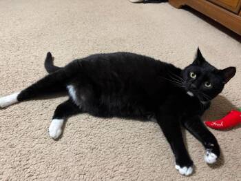 Alani -  Domestic Short Hair Cat for Adoption in Warrenville, South Carolina - Alani | PetCurious