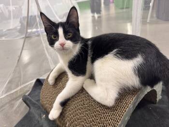 Rescue Domestic Short Hair Cats for Adoption in Plymouth, Michigan - Sophie | PetCurious