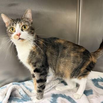 Rescue Domestic Short Hair Cats for Adoption in Latrobe, Pennsylvania - Jeanette | PetCurious