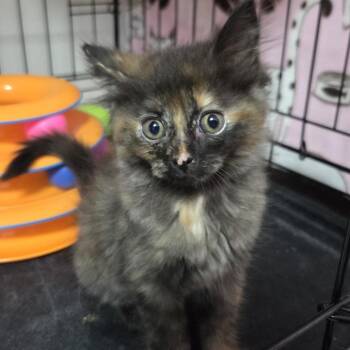 Everly -  Domestic Long Hair Cat for Adoption in Belfair, Washington - Everly | PetCurious