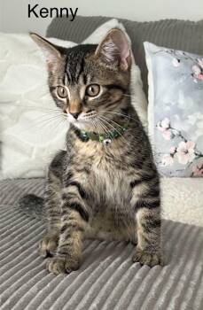 Tabby Cats Available for Adoption in Wyandotte, Michigan - Kenny | PetCurious
