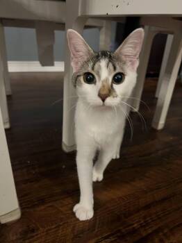 Rescue British Shorthair Cats for Adoption in Columbus, Ohio - Sammy | PetCurious