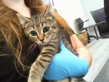 A1265949 -  Domestic Short Hair Cat for Adoption in Charlotte, North Carolina - A1265949 | PetCurious