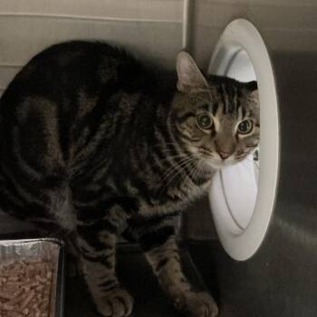 Lola -  Domestic Short Hair Cat for Adoption in San Gabriel, California - Lola | PetCurious