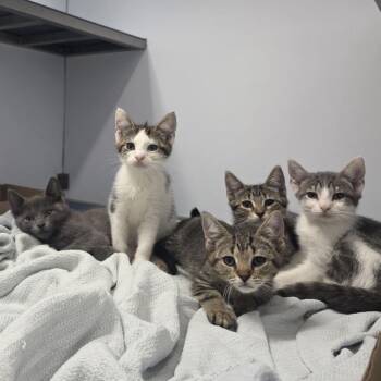 Capricorn -  Domestic Short Hair Cat for Adoption in Philadelphia, Pennsylvania - Capricorn | PetCurious
