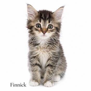 Finnick -  Domestic Long Hair Cat for Adoption in Stevensville, Michigan - Finnick | PetCurious