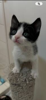 Domestic Short Hair Cats Available for Adoption in Hurricane, Utah - Tommy | PetCurious