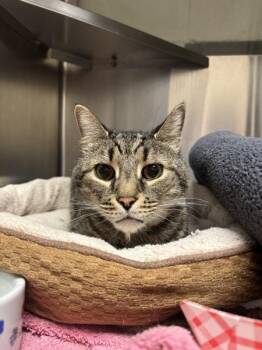 Domestic Short Hair Cats Available for Adoption in Stratham, New Hampshire - Gronk (companion To Holly) | PetCurious