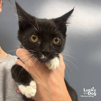 Rescue Domestic Short Hair Cats for Adoption in Washington, District Of Columbia - Rafella | PetCurious