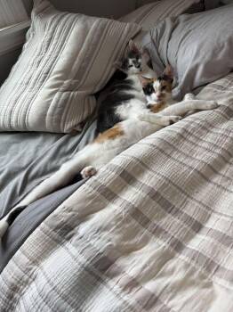 Macaron -  Domestic Short Hair Cat for Adoption in North Brunswick Township, New Jersey - Macaron | PetCurious