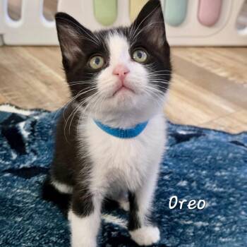 Oreo* -  Domestic Short Hair Cat for Adoption in San Gabriel, California - Oreo* | PetCurious