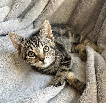 Hazel -  Domestic Short Hair Cat for Adoption in Victor, New York - Hazel | PetCurious