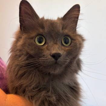 Smokey -  Domestic Long Hair Cat for Adoption in Port Angeles, Washington - Smokey | PetCurious