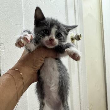 Spatula -  Domestic Short Hair Cat for Adoption in Wantagh, New York - Spatula | PetCurious