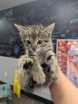 Rescue Domestic Short Hair Cats for Adoption in Hot Springs, Arkansas - Odies | PetCurious
