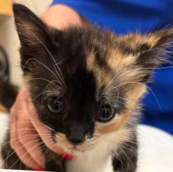 Tres -  Domestic Short Hair Cat for Adoption in Elizabethton, Tennessee - Tres | PetCurious