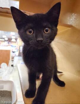 Flounder -  Domestic Short Hair Cat for Adoption in Wilkesboro, North Carolina - Flounder | PetCurious