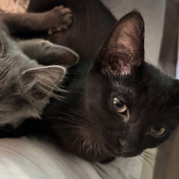 Rescue Domestic Short Hair Cats for Adoption in Dickson, Tennessee - Marcus | PetCurious