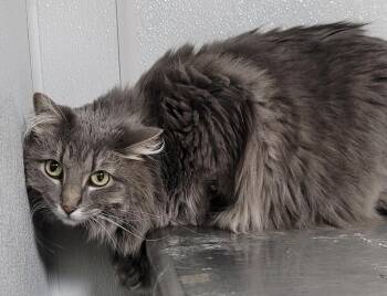 Domestic Long Hair Cats Available for Adoption in Fort Madison, Iowa - Gray | PetCurious