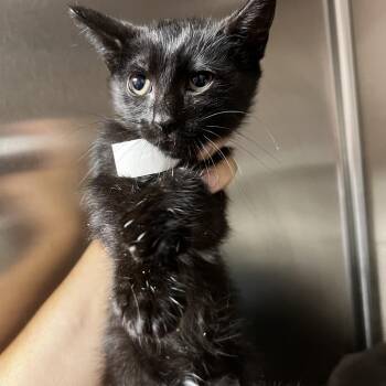 Marla -  Domestic Medium Hair Cat for Adoption in Birmingham, Alabama - Marla | PetCurious