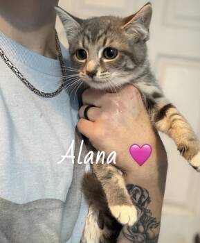 American Shorthair Cats Available for Adoption in Felton, Pennsylvania - Alana | PetCurious