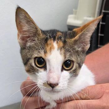 Patches -  Domestic Short Hair Cat for Adoption in Bronson, Florida - Patches | PetCurious