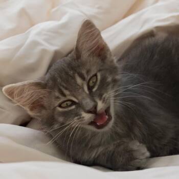 Grey -  Domestic Long Hair Cat for Adoption in Long Beach, California - Grey | PetCurious