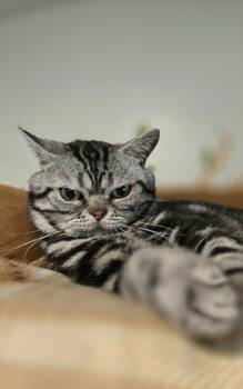 Rescue British Shorthair Cats for Adoption in Vancouver, Washington - Squishmallow | PetCurious