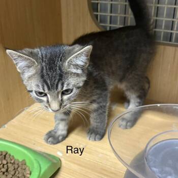 Ray   ( th) -  Domestic Short Hair Cat for Adoption in White Bluff, Tennessee - Ray   ( Th) | PetCurious