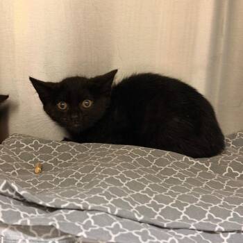 7 Brew -  Domestic Short Hair Cat for Adoption in Lynchburg, Virginia - 7 Brew | PetCurious