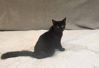 Electra -  Domestic Medium Hair Cat for Adoption in Morgan Hill, California - Electra | PetCurious